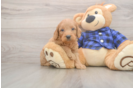 Happy Mini Goldendoodle Baby