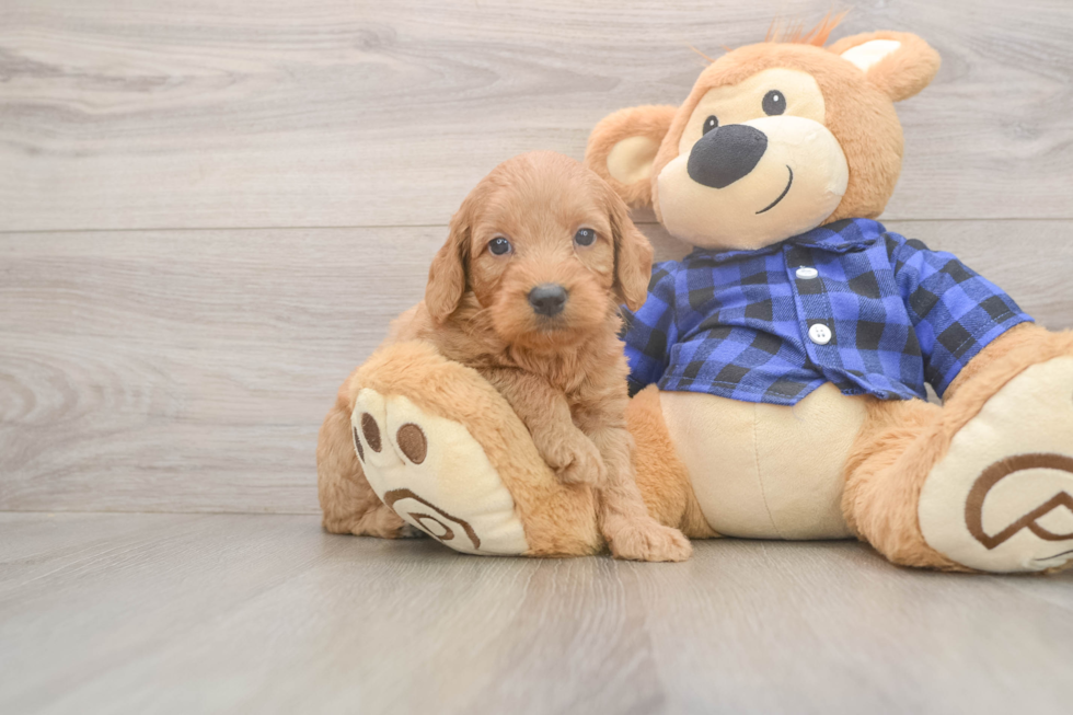 Happy Mini Goldendoodle Baby