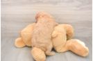 Energetic Golden Doodle Poodle Mix Puppy