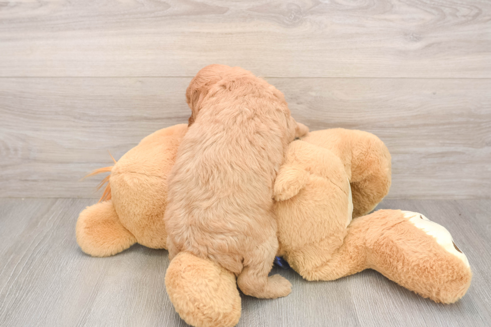 Energetic Golden Doodle Poodle Mix Puppy