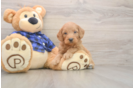 Best Mini Goldendoodle Baby