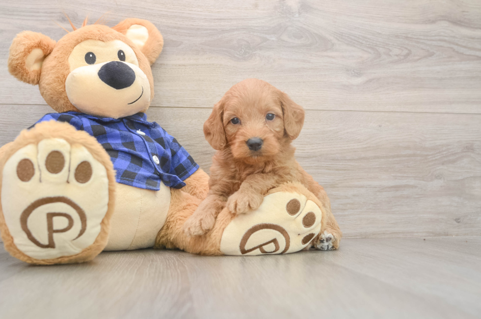 5 week old Mini Goldendoodle Puppy For Sale - Premier Pups