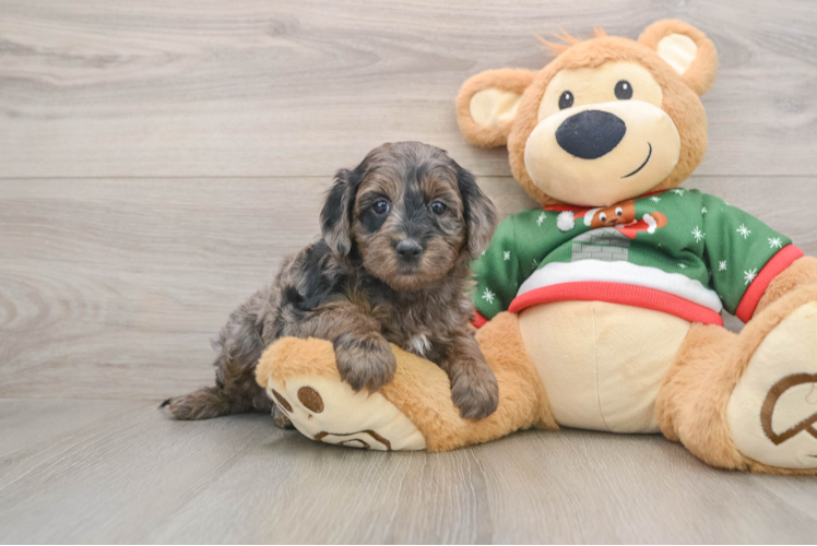 Mini Goldendoodle Pup Being Cute