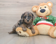 7 week old Mini Goldendoodle Puppy For Sale - Premier Pups