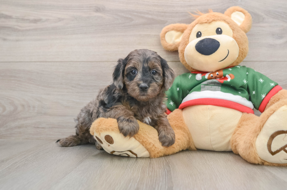 5 week old Mini Goldendoodle Puppy For Sale - Premier Pups