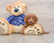 7 week old Mini Goldendoodle Puppy For Sale - Premier Pups