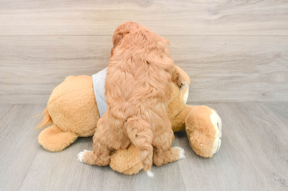 Mini Goldendoodle Puppy for Adoption