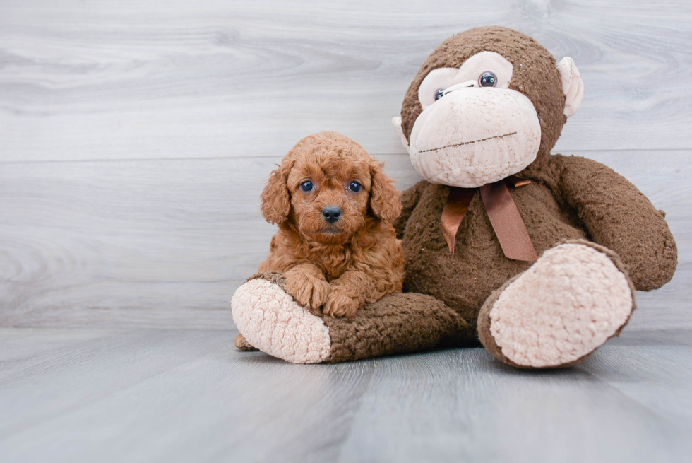 Petite Mini Goldendoodle Poodle Mix Pup