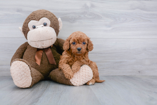 Small Mini Goldendoodle Baby