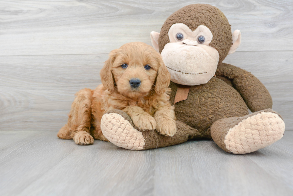 Fluffy Mini Goldendoodle Poodle Mix Pup