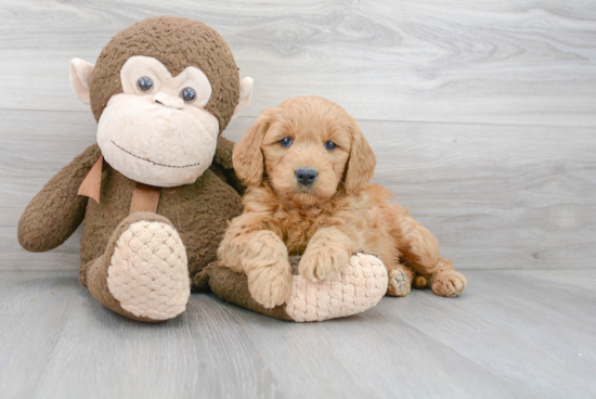 Mini Goldendoodle Pup Being Cute