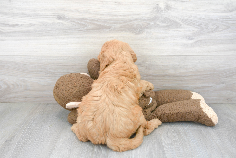 Energetic Golden Retriever Poodle Mix Puppy