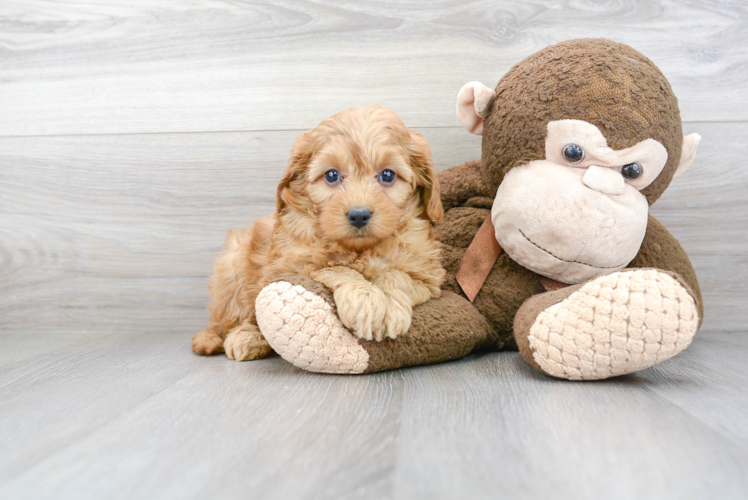 Friendly Mini Goldendoodle Baby