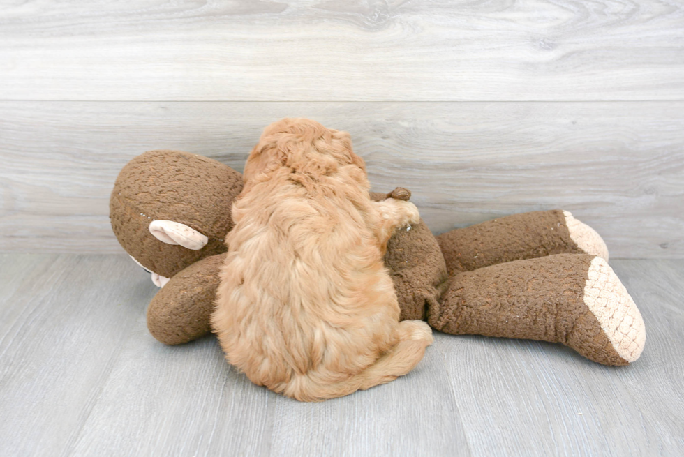 Little Golden Retriever Poodle Mix Puppy