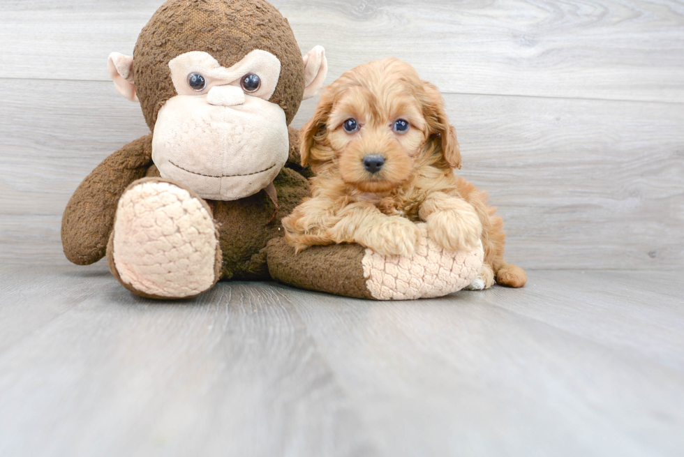 Mini Goldendoodle Pup Being Cute