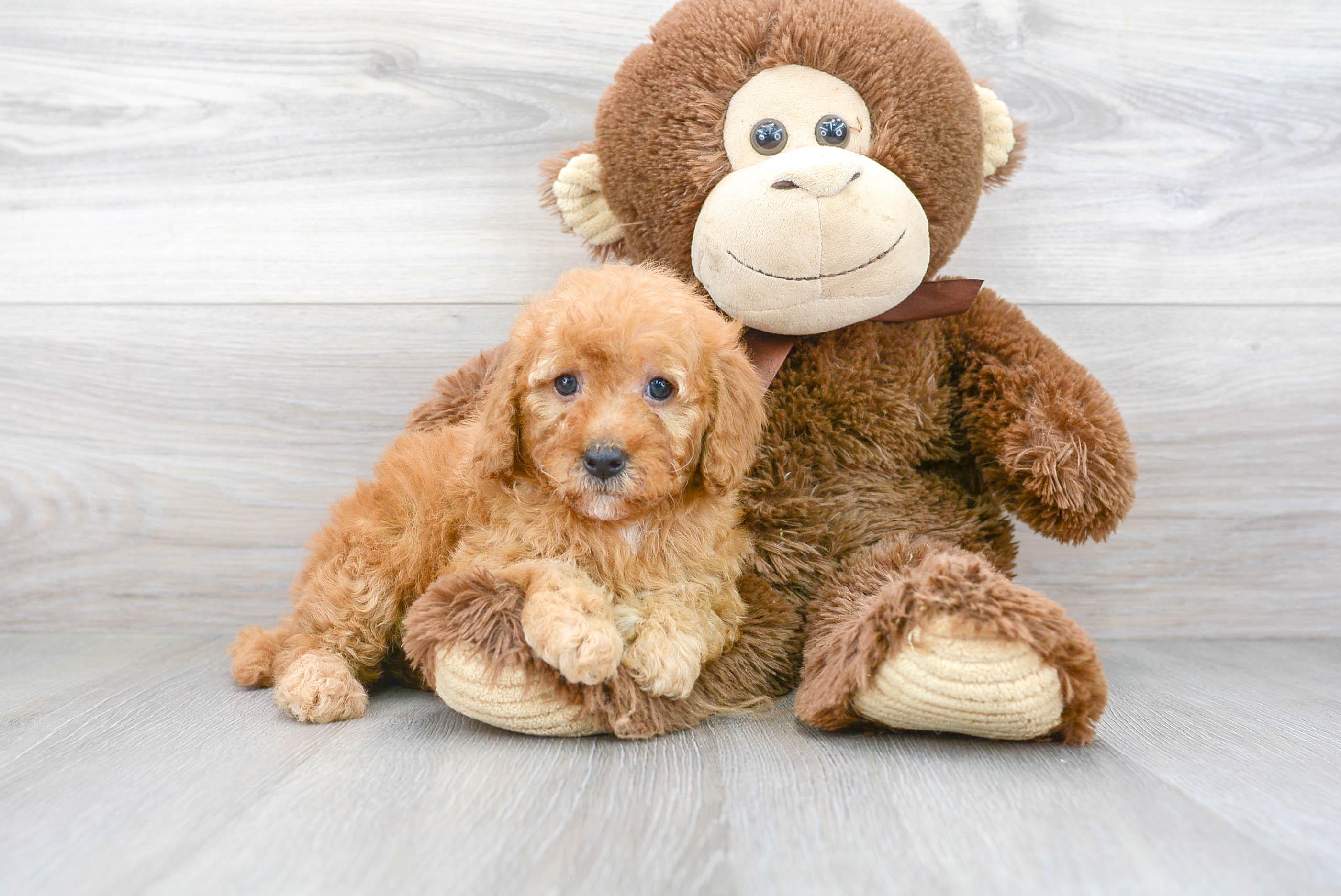 Best Mini Goldendoodle Baby