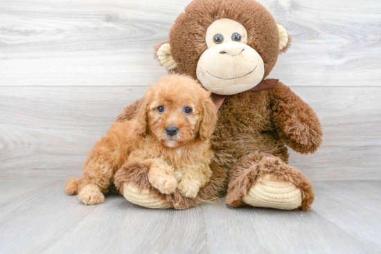 Best Mini Goldendoodle Baby