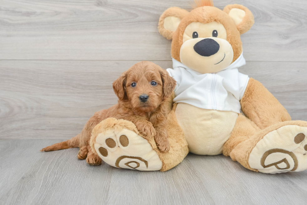 Mini Goldendoodle Puppy for Adoption