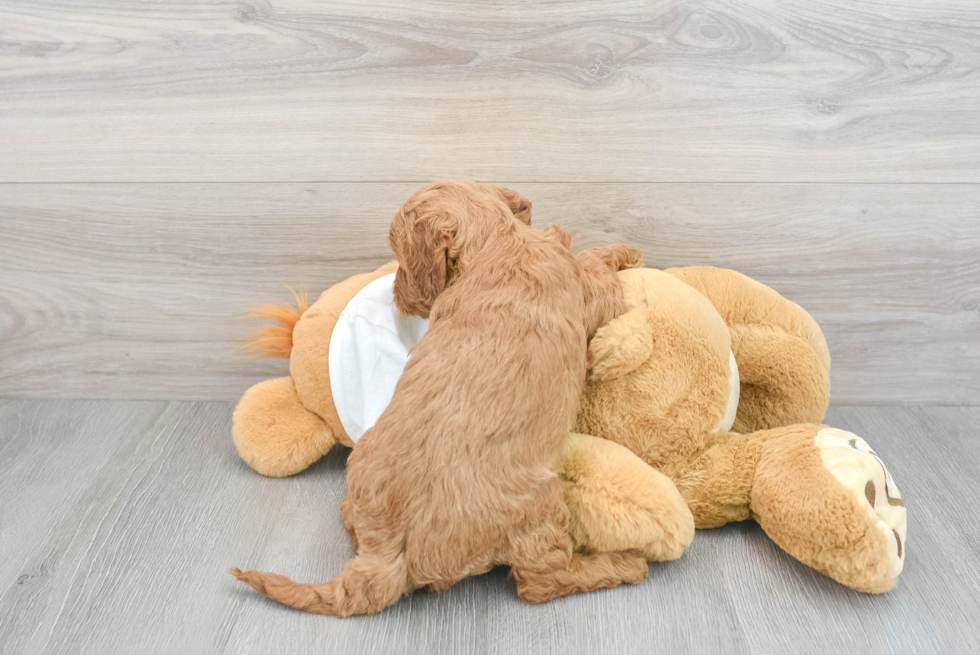 Adorable Golden Retriever Poodle Mix Puppy