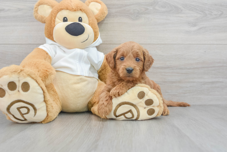 Fluffy Mini Goldendoodle Poodle Mix Pup