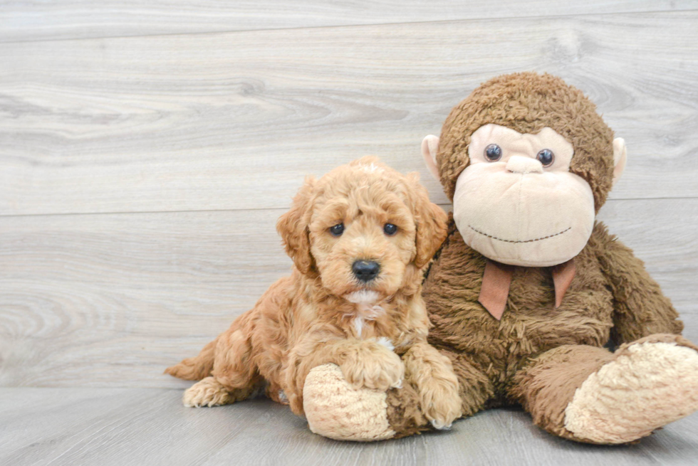 Energetic Golden Retriever Poodle Mix Puppy