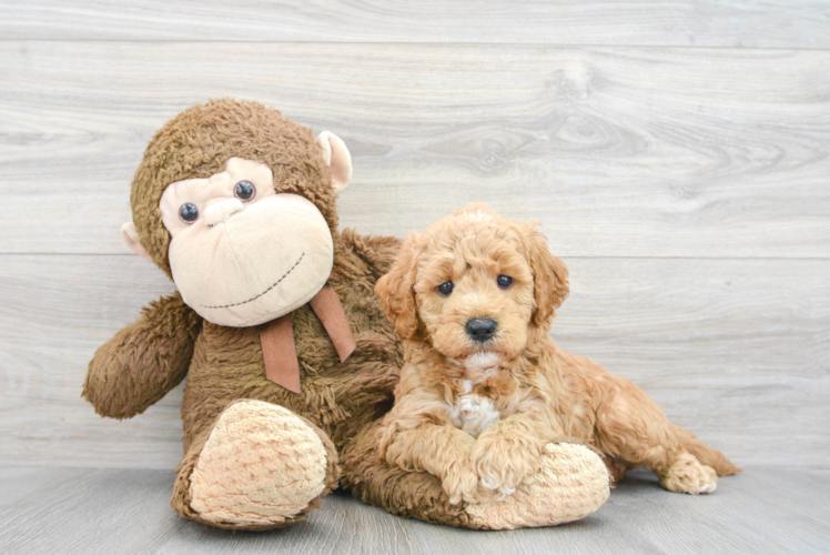 Little Golden Retriever Poodle Mix Puppy