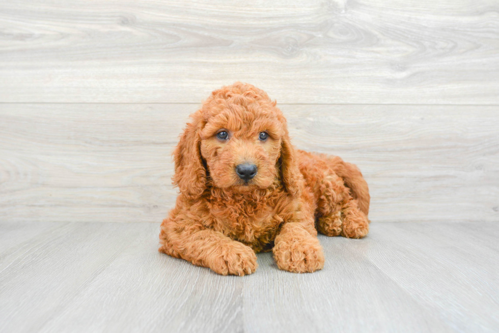 Smart Mini Goldendoodle Poodle Mix Pup