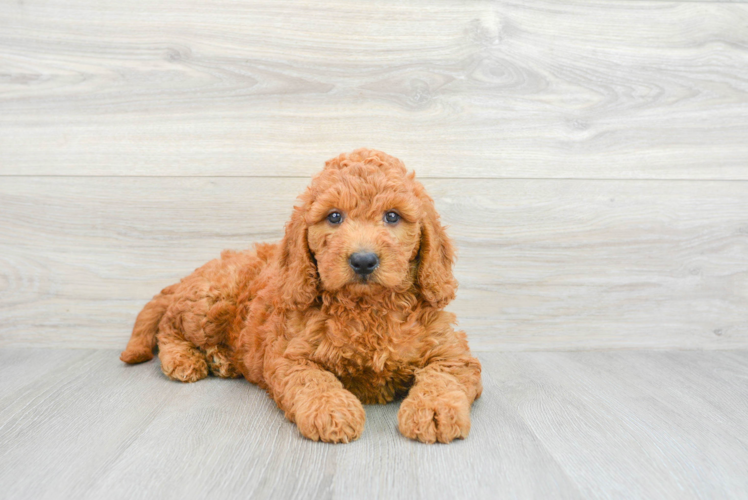 Mini Goldendoodle Puppy for Adoption