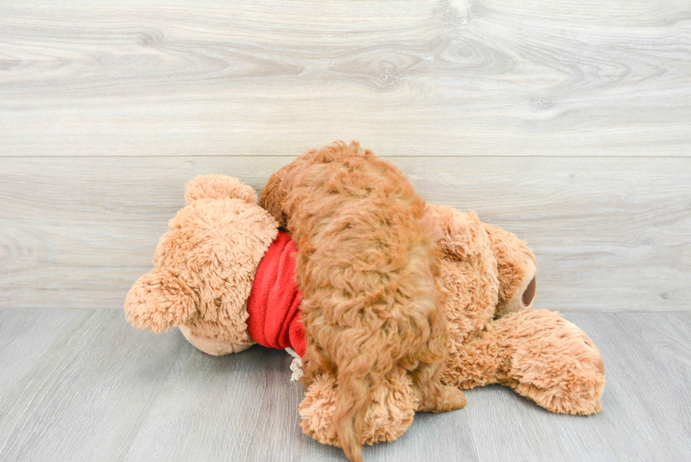 Hypoallergenic Golden Retriever Poodle Mix Puppy