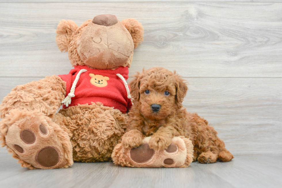 Mini Goldendoodle Puppy for Adoption