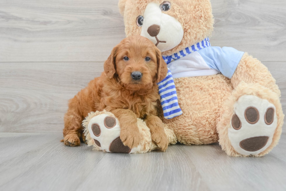 Mini Goldendoodle Pup Being Cute