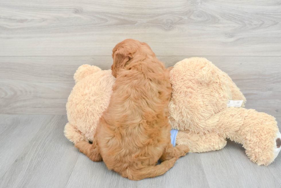 Mini Goldendoodle Pup Being Cute