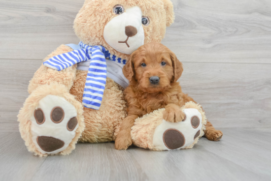 Best Mini Goldendoodle Baby