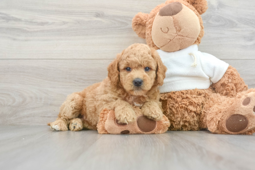 Happy Mini Goldendoodle Baby