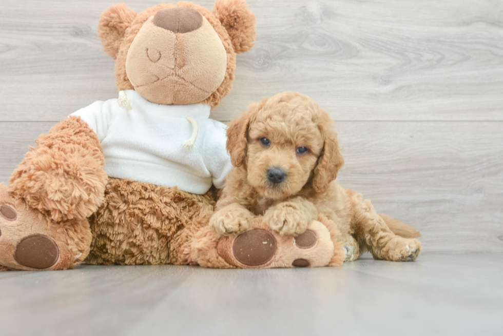 Little Golden Retriever Poodle Mix Puppy