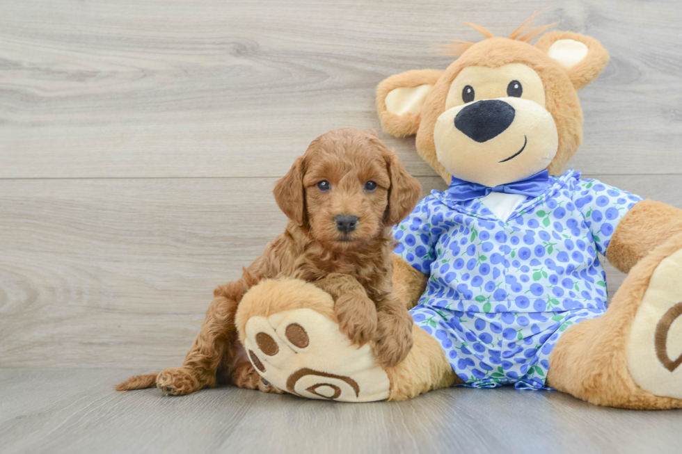 Mini Goldendoodle Pup Being Cute