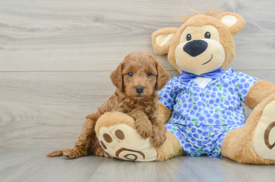 Mini Goldendoodle Pup Being Cute