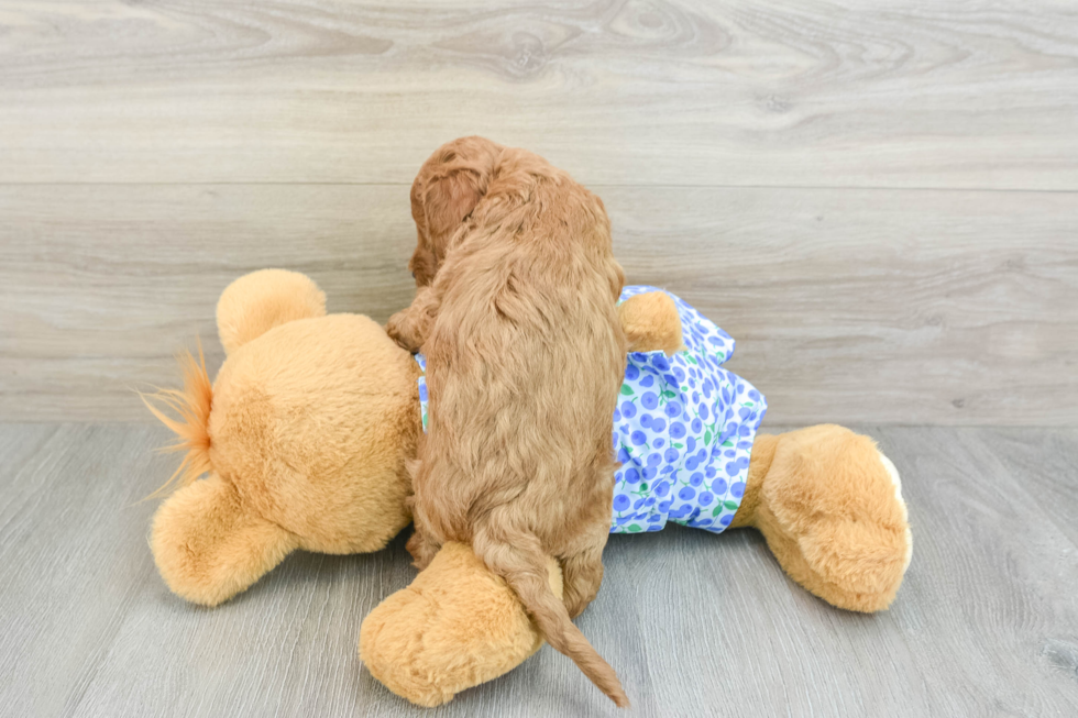 Popular Mini Goldendoodle Poodle Mix Pup