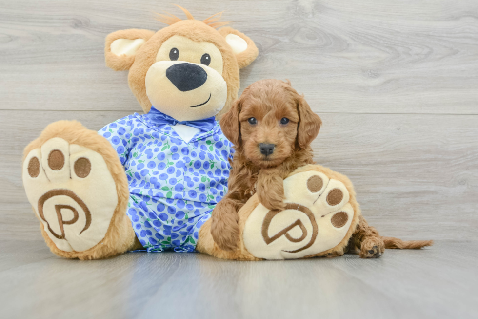 Fluffy Mini Goldendoodle Poodle Mix Pup