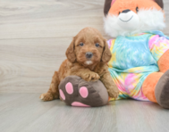 6 week old Mini Goldendoodle Puppy For Sale - Premier Pups