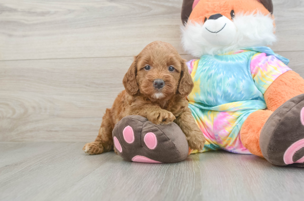 5 week old Mini Goldendoodle Puppy For Sale - Premier Pups
