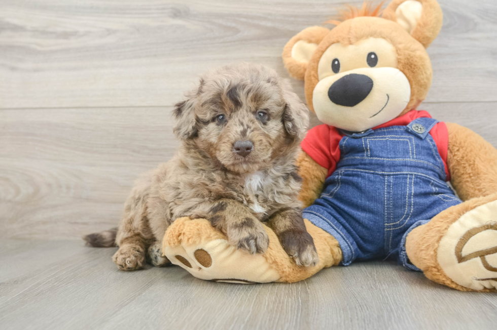 6 week old Mini Goldendoodle Puppy For Sale - Premier Pups