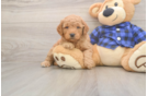 Playful Mini Groodle Poodle Mix Puppy
