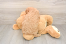 Smart Mini Goldendoodle Poodle Mix Pup