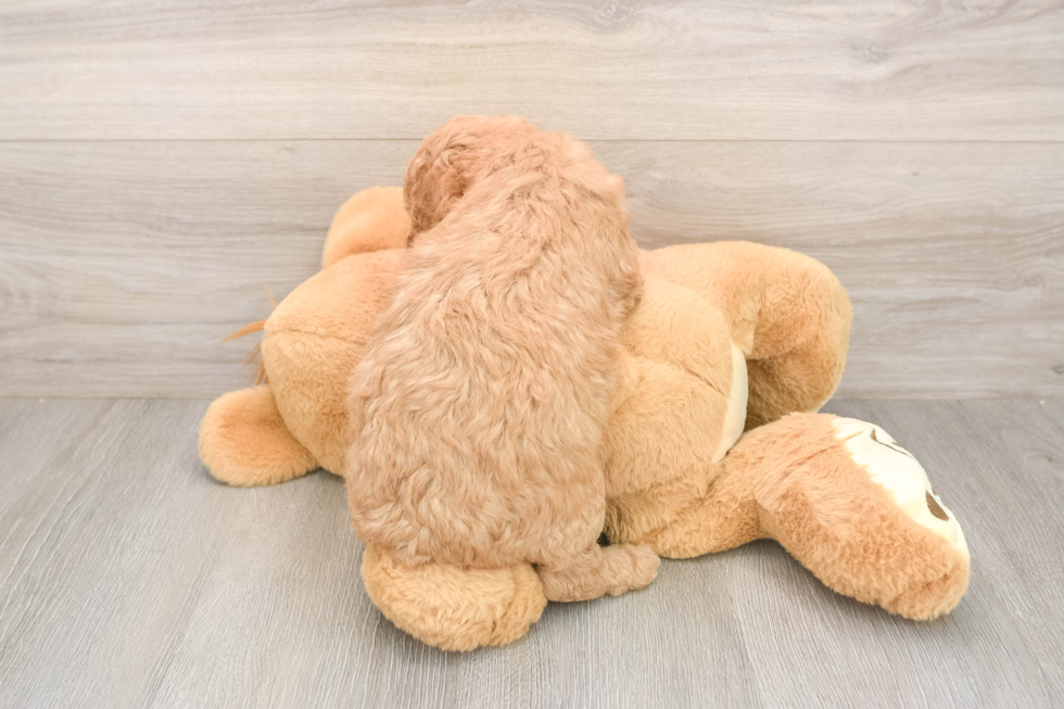 Smart Mini Goldendoodle Poodle Mix Pup