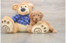 Mini Goldendoodle Pup Being Cute