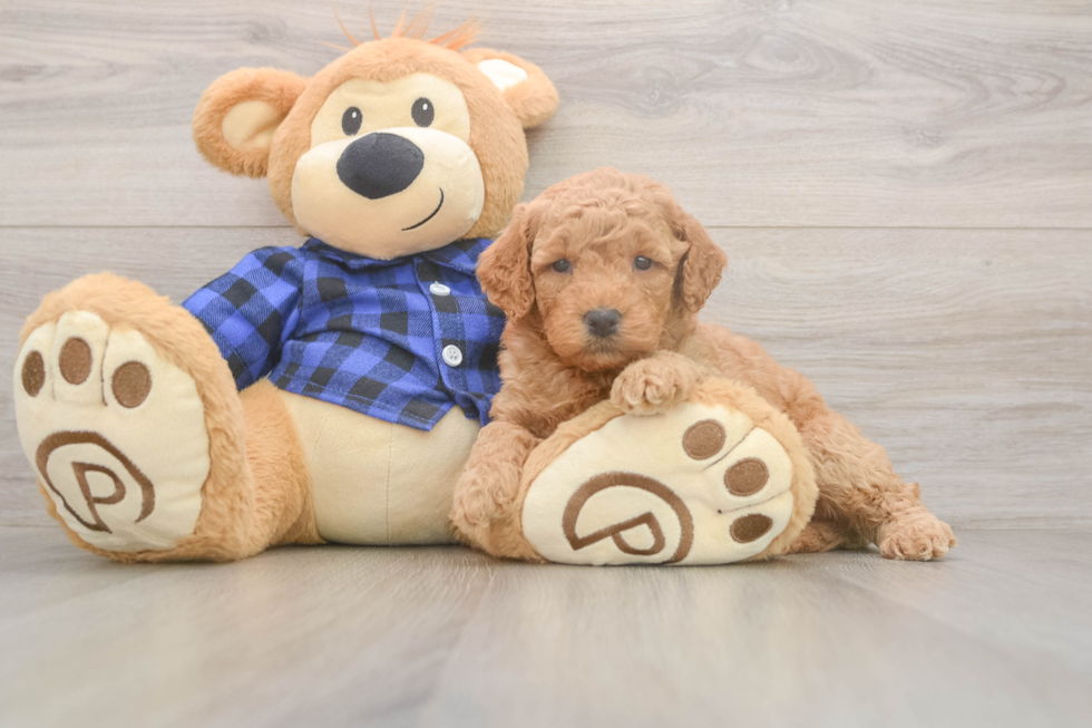 Mini Goldendoodle Pup Being Cute