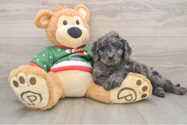 Mini Goldendoodle Pup Being Cute