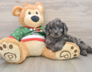 6 week old Mini Goldendoodle Puppy For Sale - Premier Pups