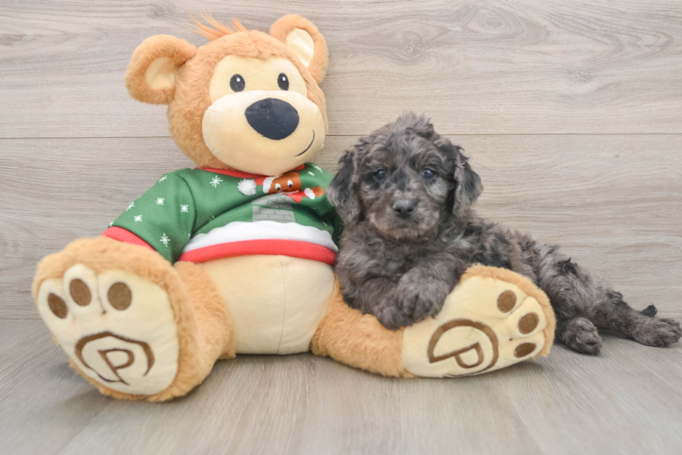 Mini Goldendoodle Pup Being Cute